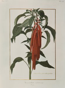 Amarantus Caudatus